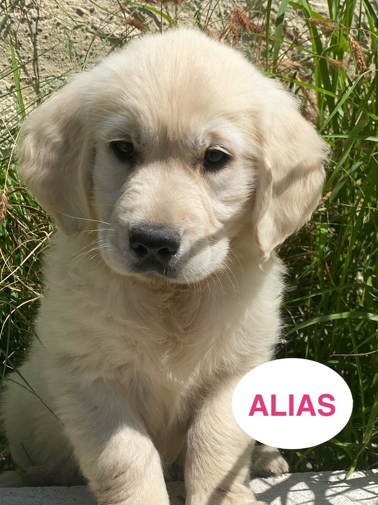 Du Clos De Compostelle - Chiots disponibles - Golden Retriever