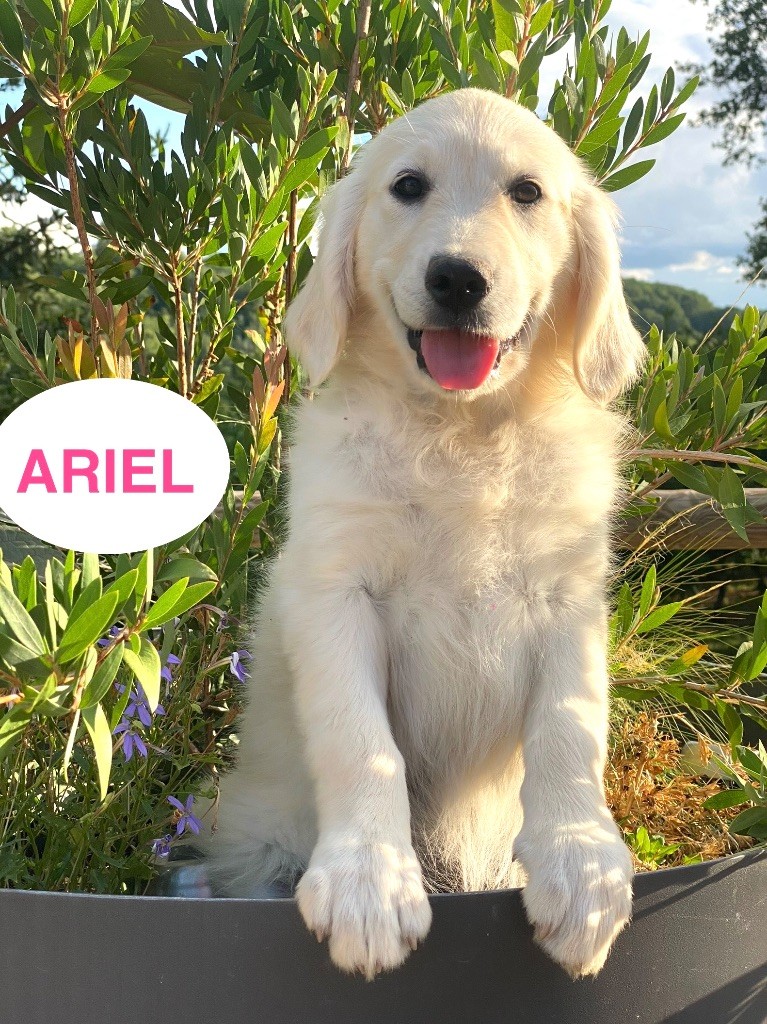 Du Clos De Compostelle - Chiots disponibles - Golden Retriever