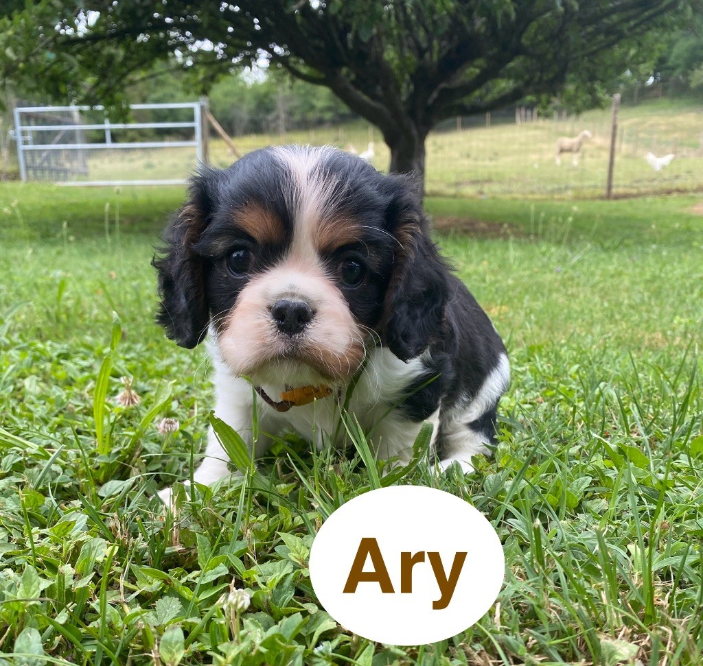 Du Clos De Compostelle - Chiots disponibles - Cavalier King Charles Spaniel