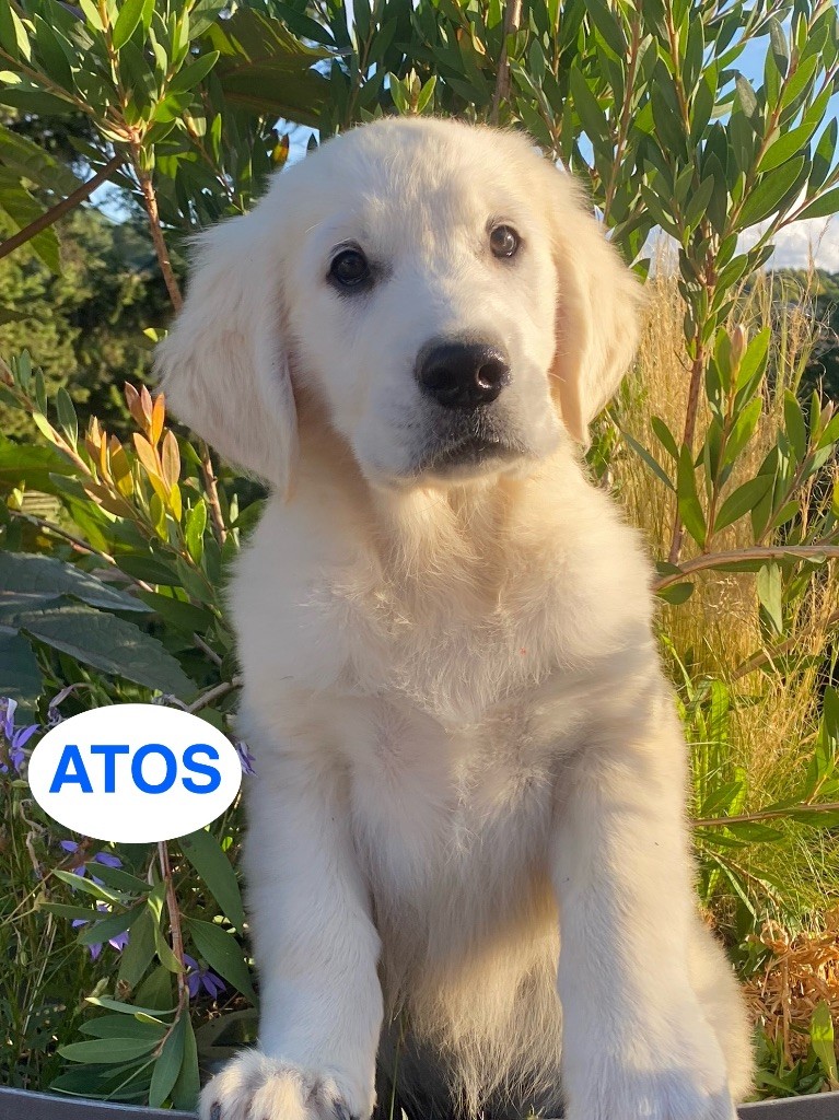 Du Clos De Compostelle - Chiots disponibles - Golden Retriever