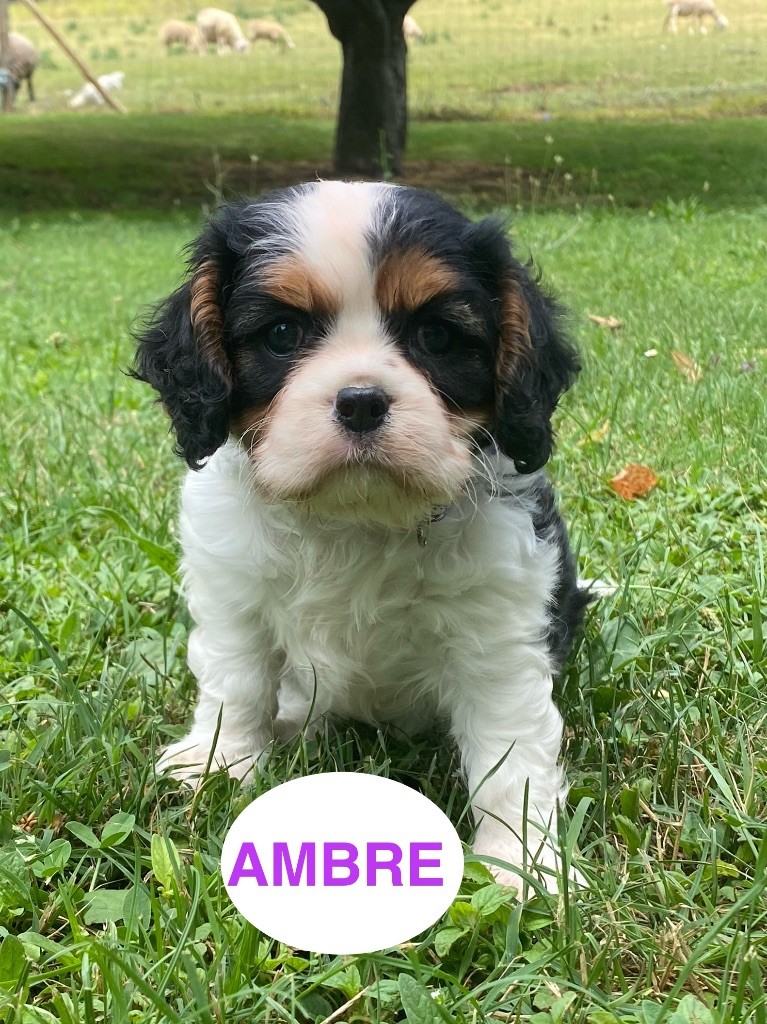 Du Clos De Compostelle - Chiots disponibles - Cavalier King Charles Spaniel