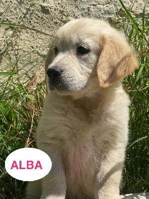 ALBA