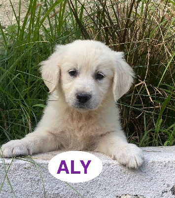 ALY