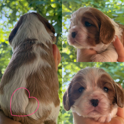 Chiot N°2