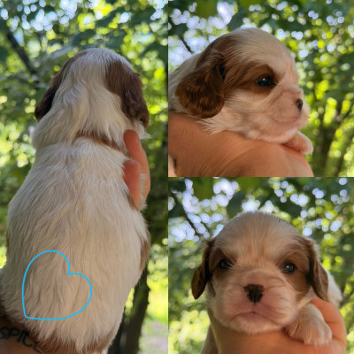 Chiot N°1