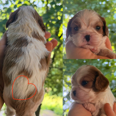 Chiot N°3