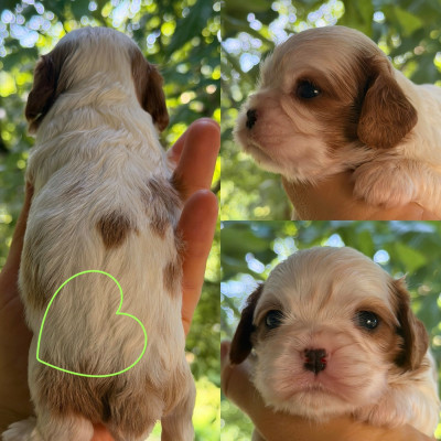 Chiot N°4