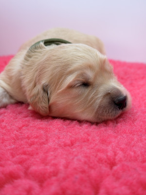 Chiot N°2