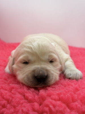Chiot N°3