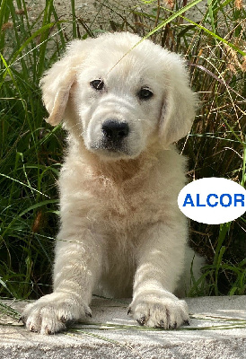 ALCOR