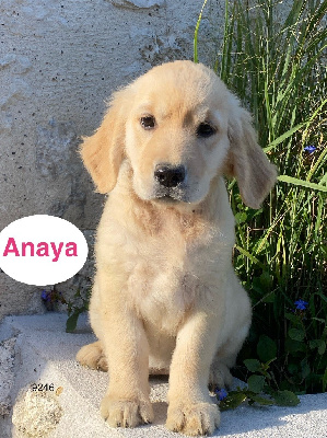 ANAYA