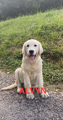 ALVYN