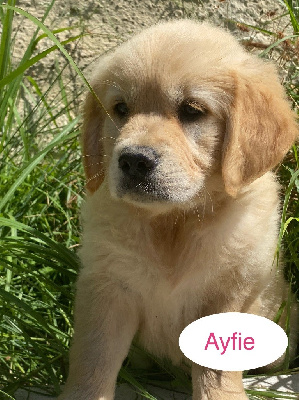 AYFIE