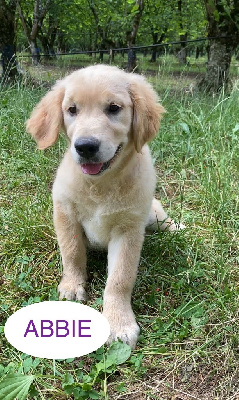 ABBIE