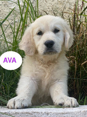 AVA