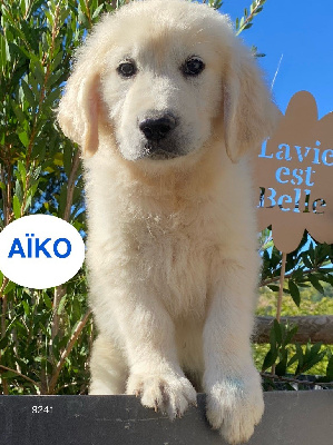 AIKO