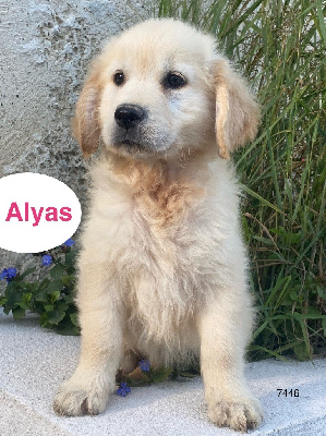 ALYAS