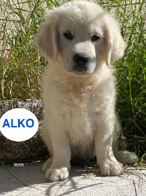 ALKO