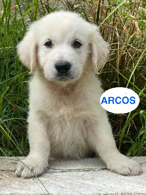ARCOS