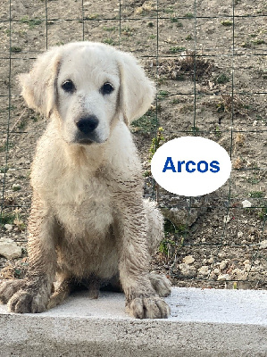 ARCOS