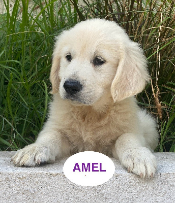 AMEL