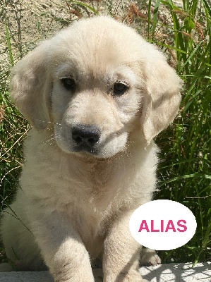 ALIAS