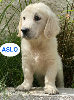 ASLO