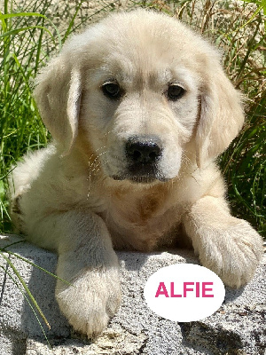 ALFIE