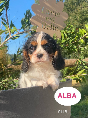 Alba