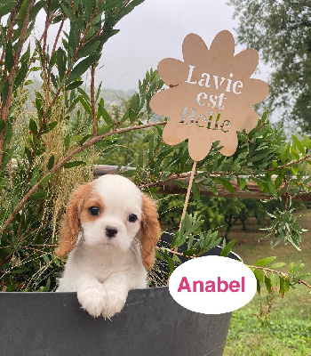 Anabel