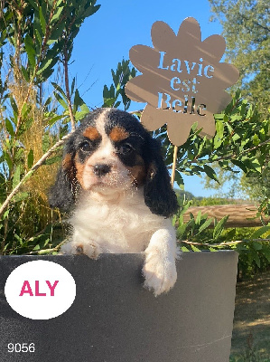 Aly