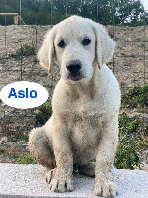 ASLO