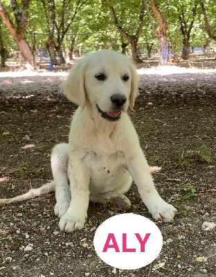 ALY
