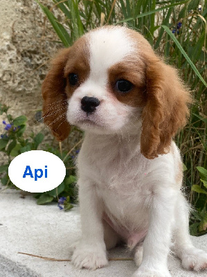 API