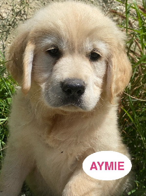 AYMIE