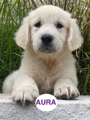 AURA