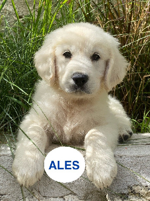 ALES