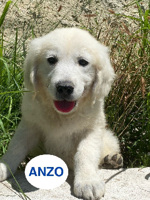 ANZO