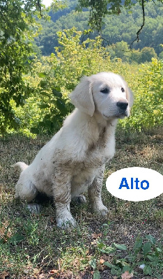 ALTO