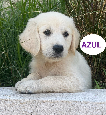 AZUL