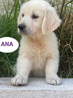 ANA