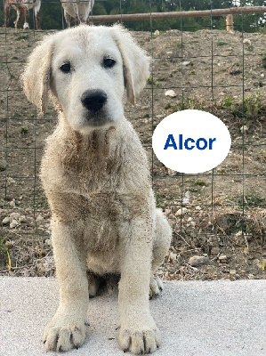 ALCOR