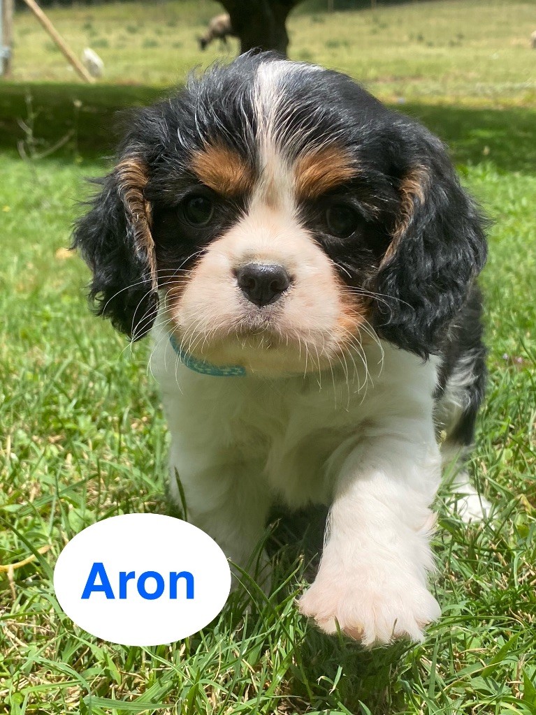 Du Clos De Compostelle - Chiots disponibles - Cavalier King Charles Spaniel