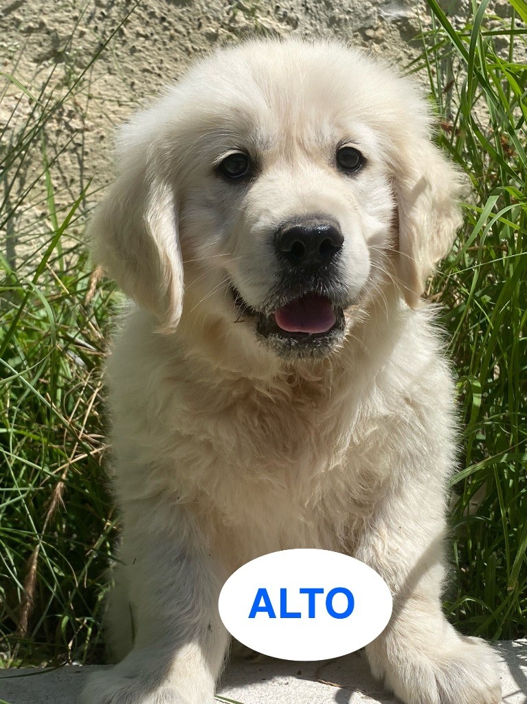 Du Clos De Compostelle - Chiots disponibles - Golden Retriever