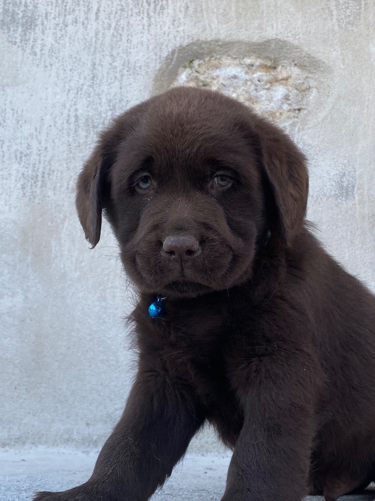 Du Clos De Compostelle - Chiots disponibles - Labrador Retriever