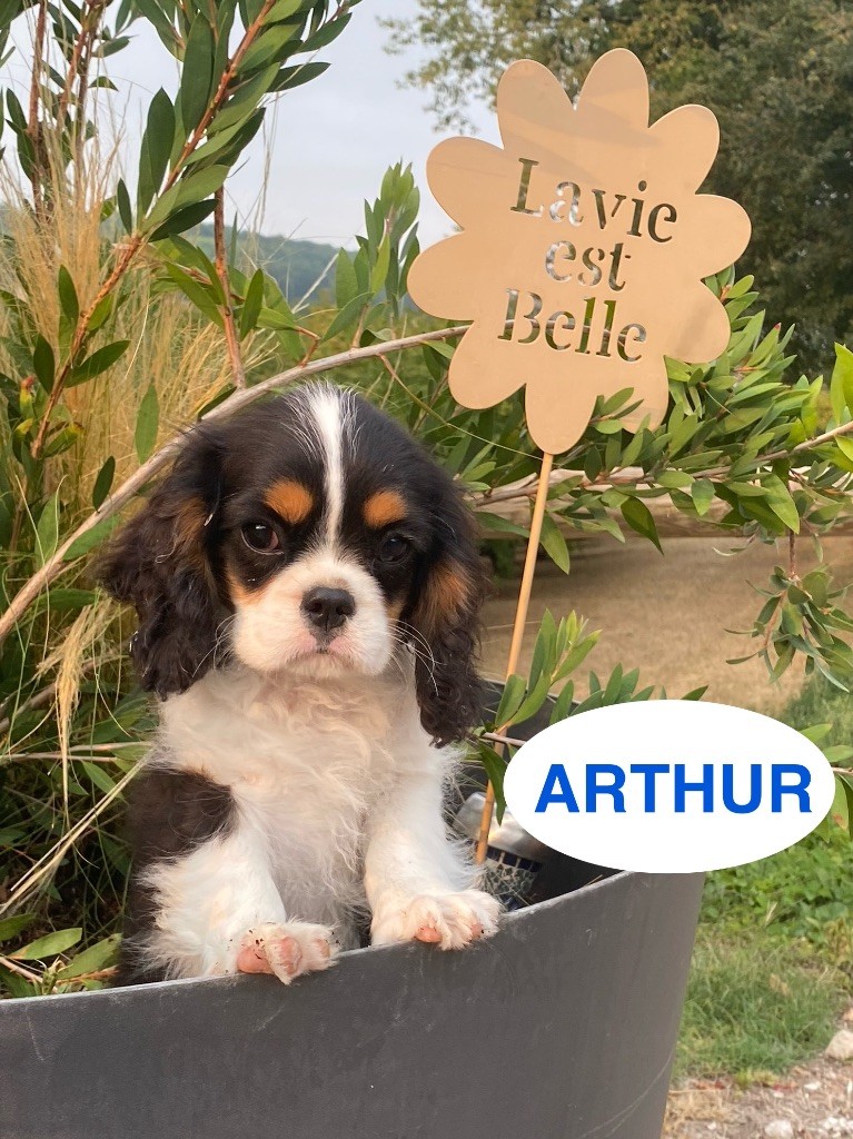 Du Clos De Compostelle - Chiots disponibles - Cavalier King Charles Spaniel