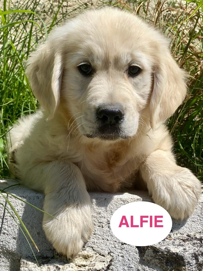 Du Clos De Compostelle - Chiots disponibles - Golden Retriever