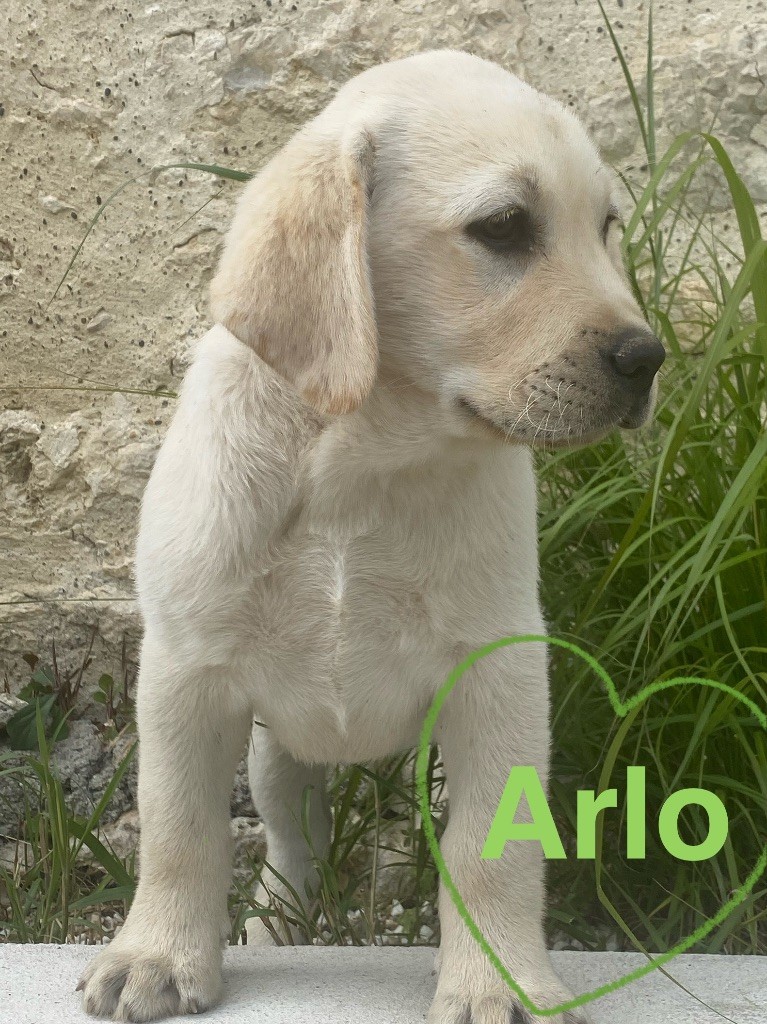 Du Clos De Compostelle - Chiots disponibles - Labrador Retriever