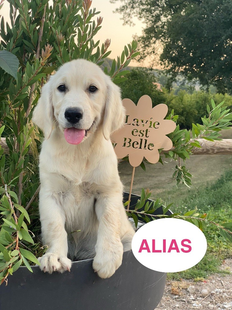 Du Clos De Compostelle - Chiots disponibles - Golden Retriever