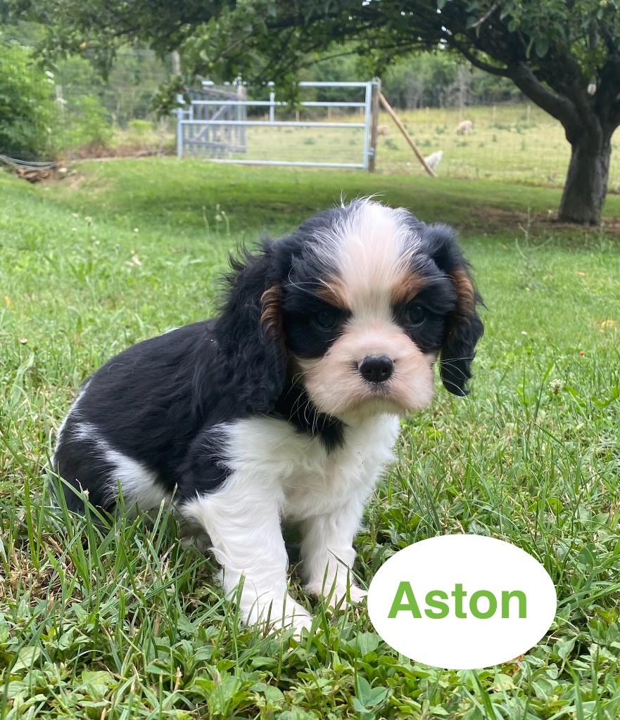 Du Clos De Compostelle - Chiots disponibles - Cavalier King Charles Spaniel